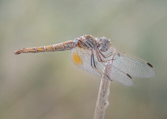 dragonfly close up