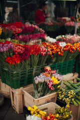 Fototapeta na wymiar colorful tulips, violet, red, pink, yellow, orange and yellow narcissus, flower market, selling flowers