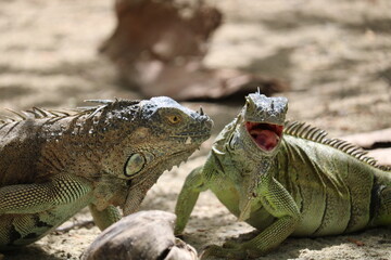 iguana smiling on the beach