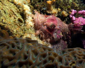 A Bearded scorpionfish camouflaged on corals Boracay Island Philippines