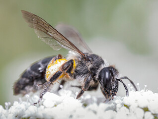 bee on a flower