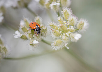 ladybird on flower