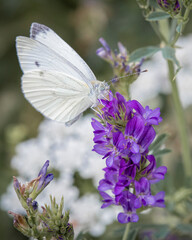 white butterfly on a flower