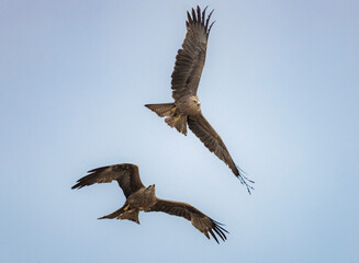 eagle in flight