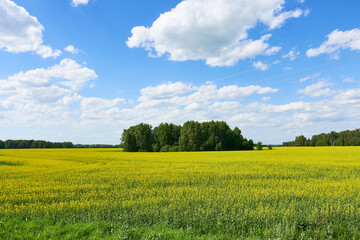 A blooming yellow field against a bright blue sky with beautiful clouds. A sunny day.
