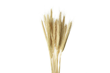 Fototapeta premium Spikelets isolated on white background, Hygge concept