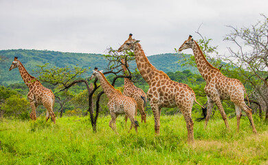 There are many Giraffes in the Sungulwane Private Game Reserve near Durban city in Kwazulu Natal.