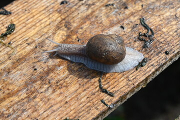 Macro photo of a snail in nature with a beautiful sun glare