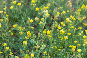 Medicago falcata, yellow lucerne flowers closeup selective focus