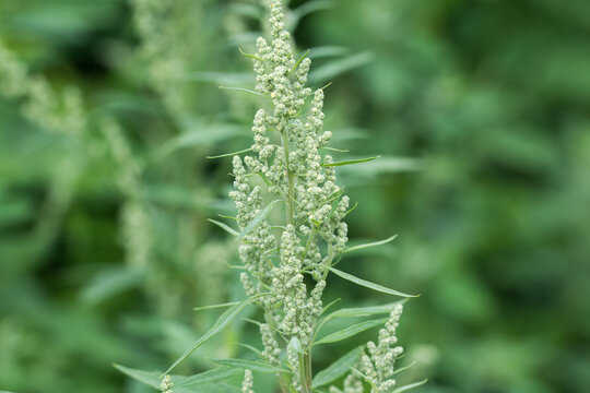 Chenopodium album, wild spinach closeup selective focus