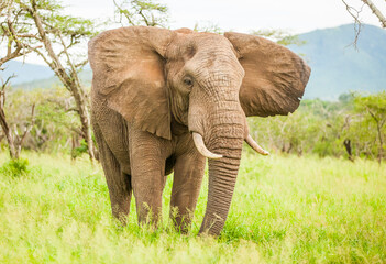 Fototapeta na wymiar Elephants living in the wild African savannahs are very emotional and eat green all day long.