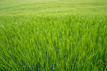 wheat, green, yellow, scene, sunny, beautiful, health, harvesting, wallpaper, texture, close up, corn, meadow, agricultural, farmland, bread, outdoor, fresh, country, straw, grow, background, crop, se