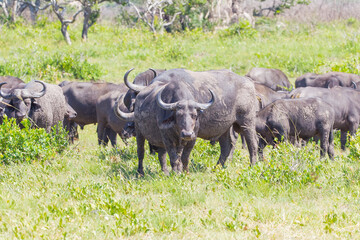 Obraz premium The combination of hundreds of buffaloes in Isimangaliso Wetland Park in South Africa resembles the Great Migration in Serengeti National Park.