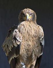 Steinadler