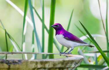 Violet-backed starling (Cinnyricinclus leucogaster) is a relatively small type of starling in the Sturnidae family. It is the only member of the genus Cinnyricinclus. İs is an African bird.