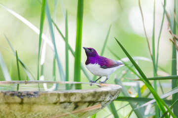 Violet-backed starling (Cinnyricinclus leucogaster) is a relatively small type of starling in the Sturnidae family. It is the only member of the genus Cinnyricinclus. İs is an African bird.