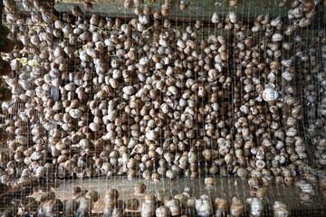 Wooden panel with many snails on a snail farm. Close up Photo.