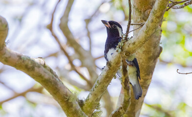 The white-eared barbet (Stactolaema leucotis) is a species of bird in the family Lybiidae (African barbets). It is found in Kenya, Malawi, Mozambique, South Africa, Swaziland, Tanzania, and Zimbabwe.