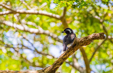 The white-eared barbet (Stactolaema leucotis) is a species of bird in the family Lybiidae (African...