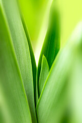 blurry leaves nature of summer green leaves natural green leaf plant used as wallpaper background