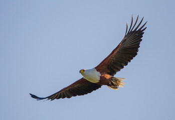 The African fish eagle (Haliaeetus vocifer) is a large eagle species living in Africa.