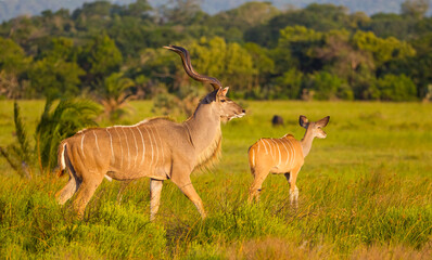Greater kudu (Tragelaphus strepsiceros), a large species of antelope native to Eastern and Southern Africa in the hornwort family.