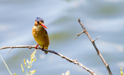 Malachite kingfisher (Corythornis cristatus) is a river kingfisher living in Africa, south of Sahara.