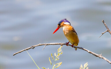 Malachite kingfisher (Corythornis cristatus) is a river kingfisher living in Africa, south of Sahara.