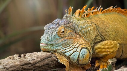 Grüner Leguan