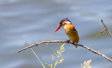 Malachite kingfisher (Corythornis cristatus) is a river kingfisher living in Africa, south of Sahara.