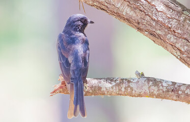Southern black flycatcher (Melaenornis pammelaina) is a small road bird native to the open and light forest areas of east and south Africa.