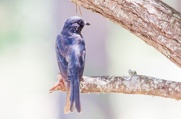 Southern black flycatcher (Melaenornis pammelaina) is a small road bird native to the open and light forest areas of east and south Africa.