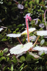 ユキノシタの葉
