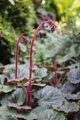 ユキノシタの葉
