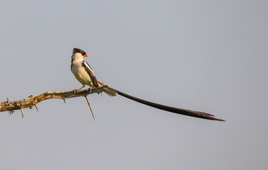 Pin-tailed whydah (Vidua macroura) is a breeding bird that lives in most of Africa in the south of the Sahara Desert.