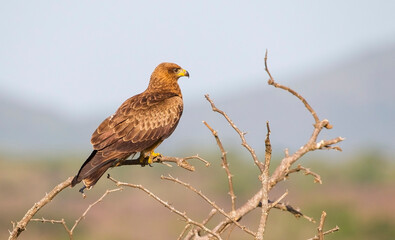 The tawny eagle (Aquila rapax) is a large, long-lived bird of prey. Like all eagles, it belongs to the family Accipitridae.