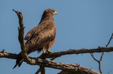 The yellow-billed kite (Milvus aegyptius) is the Afrotropic counterpart of the black kite (Milvus migrans), of which it is most often considered a subspecies.