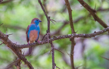 Blue waxbill (Uraeginthus angolensis) is a common cough finch found in South Africa