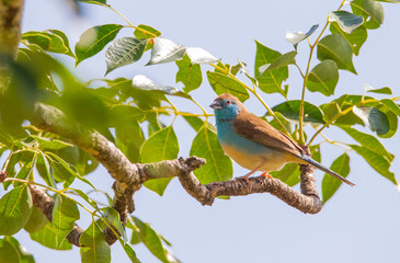 Blue waxbill (Uraeginthus angolensis) is a common cough finch found in South Africa