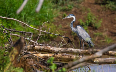 black headed heron (Ardea melanocephala) is a member of the heron family. It is commonly found in Sub-Saharan Africa and Madagascar.