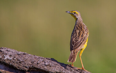 Yellow-throated longclaw (Macronyx croceus) is a bird living on the African continent.