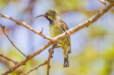 The olive sunbird (Cyanomitra olivacea) is a species of sunbird found in a large part of Africa south of the Sahel. It prefers forested regions.