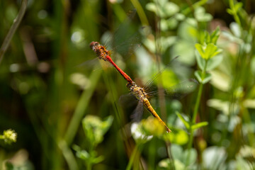 Ein fliegendes Paar der Blutroten Heidelibelle in der Seitenansicht vor grüner Vegetation