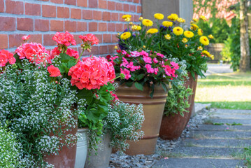 Row of potted flower in garden outside red brick house