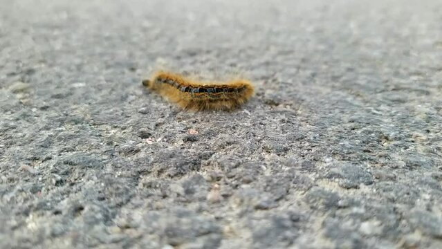 one big caterpillar closeup video
