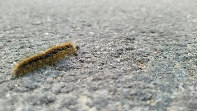 one big caterpillar closeup video