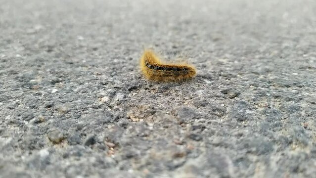 one big caterpillar closeup video