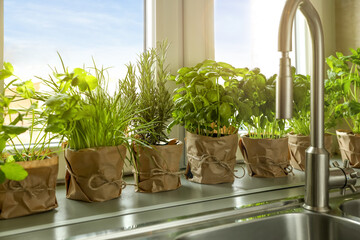 Different aromatic potted herbs on window sill near kitchen sink - obrazy, fototapety, plakaty
