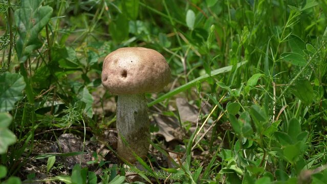 Slate Bolete in natural ambient (Leccinum duriusculum) - (4K)