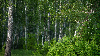 Landscape with summer forest. Bright, green forest with birches.